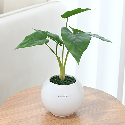 이미지 상세보기