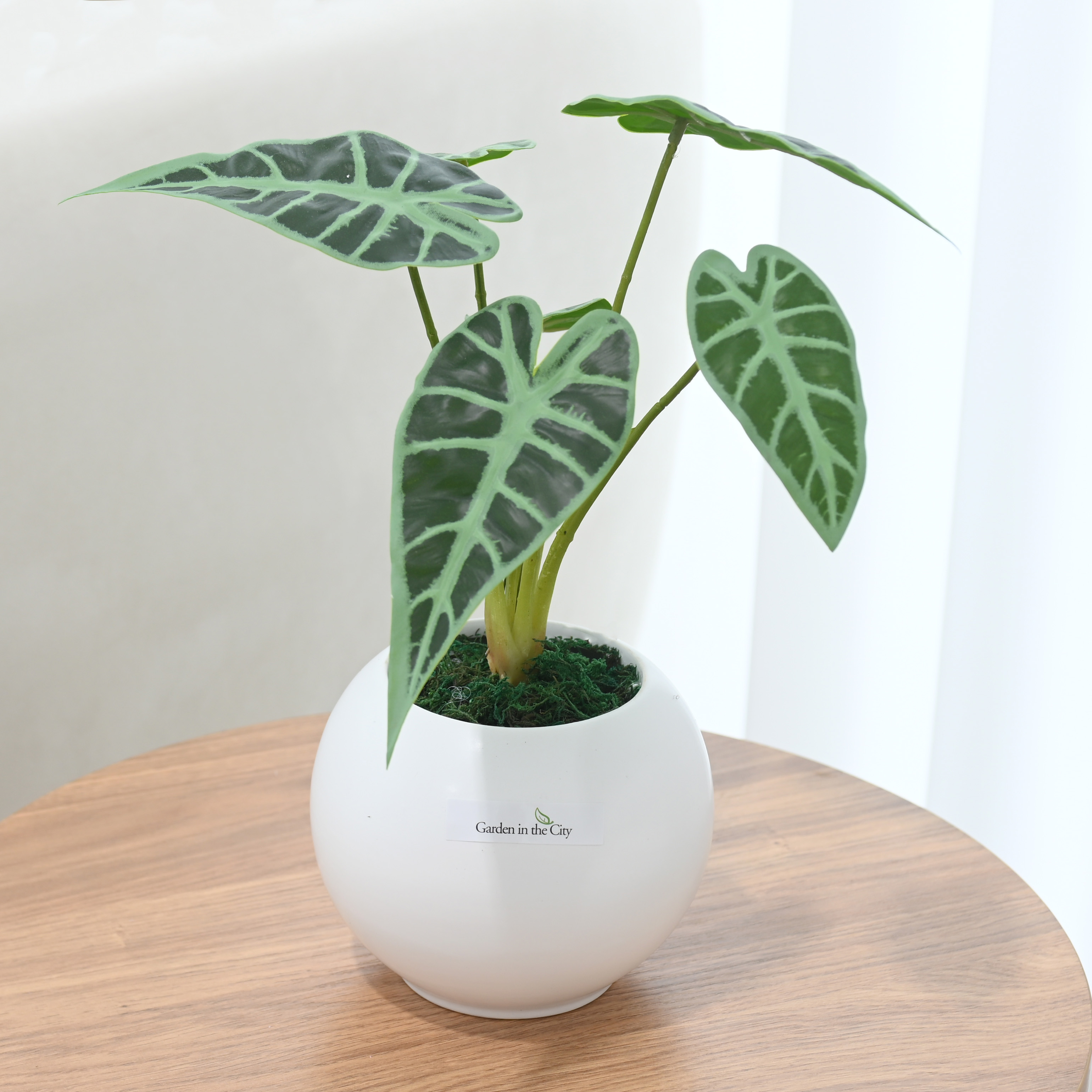 이미지 상세보기